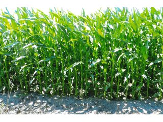 40 Acre Grain Farm with 39.78 acres tillable (per FSA).  

This tract is part of other farms for Horton Farms, Inc. - 40+/- Acre Grain Farm